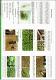Produccion de semilla basica de papa utilizando plantulas in vitro.pdf.jpg