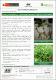 Manejo integrado de chupadera fungosa en el cultivo de arveja.pdf.jpg