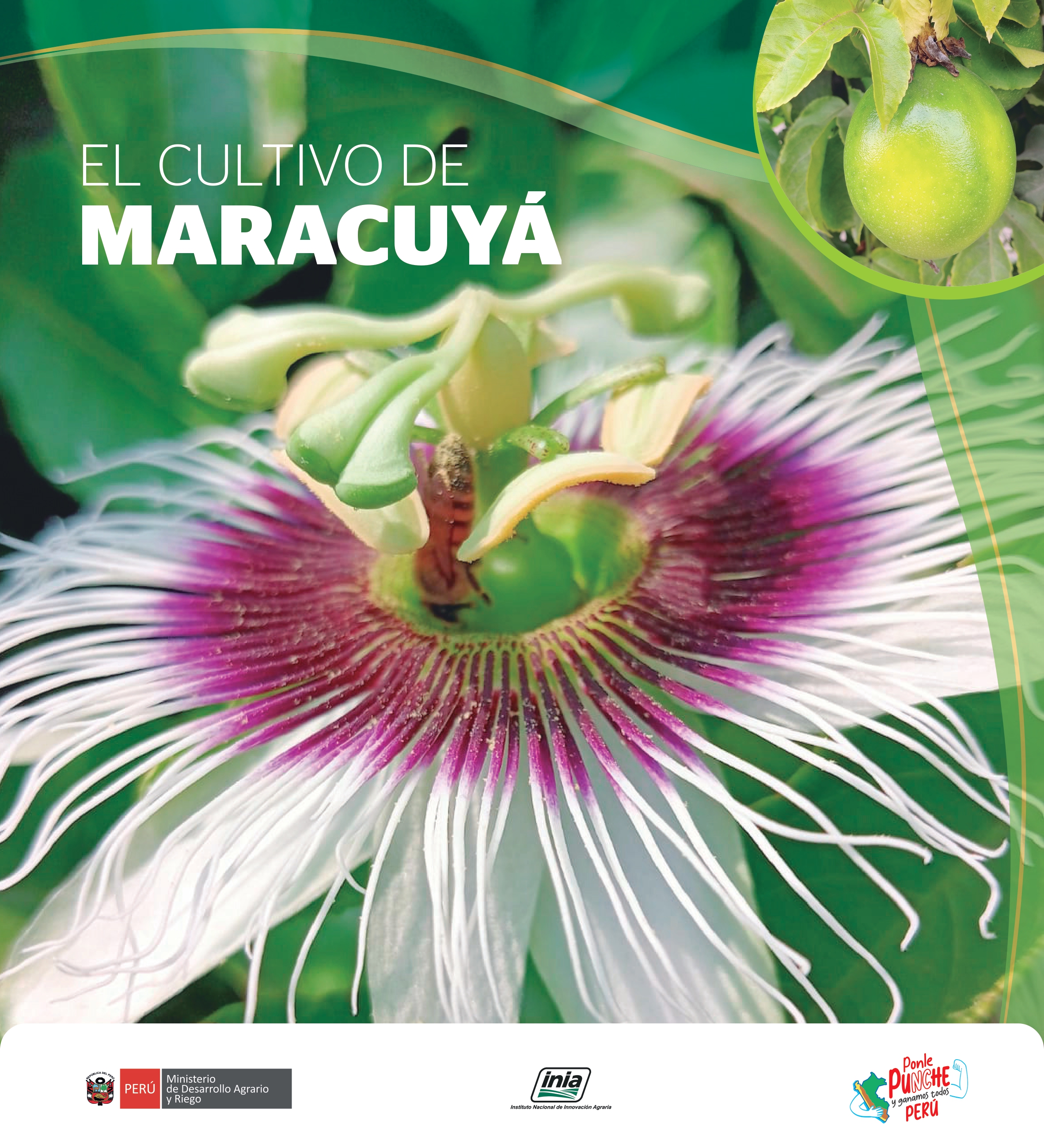 Miniatura